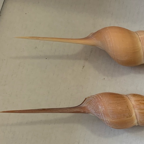 Spindle Tibia Seashell (s) Vintage - Picture 9 of 11